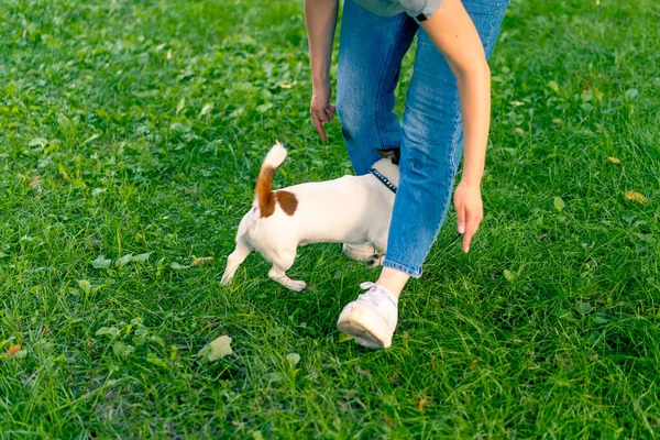 Russell Terrier gibi küçük etkin bir köpek parkta köpek bakıcısıyla çalışır ve hayvan yetiştirmek için ayaklarından yılanı geçirir.