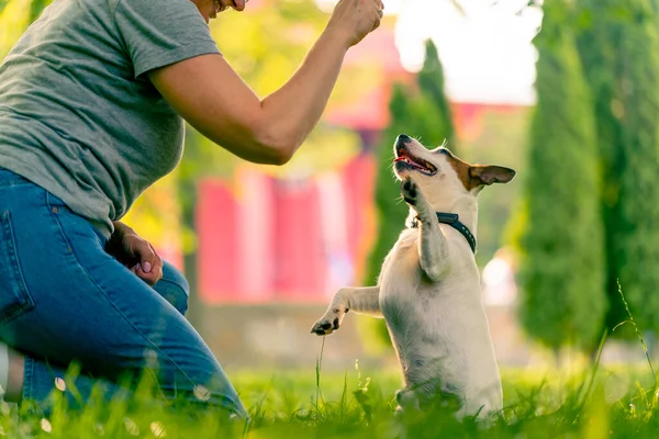Cerrar Zoológico Psicólogo Entrenador Trabajando Con Pequeño Gato Russell Terrier —  Fotos de Stock