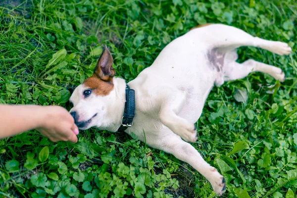 Close Zoopsychologist Works Small Jack Russell Terrier Park Socializes Dog — Stock Photo, Image