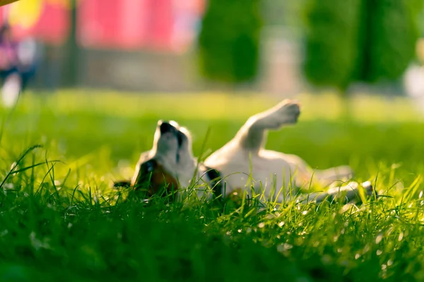Retrato Activo Juguetón Gato Russell Terrier Perro Paseo Por Parque —  Fotos de Stock