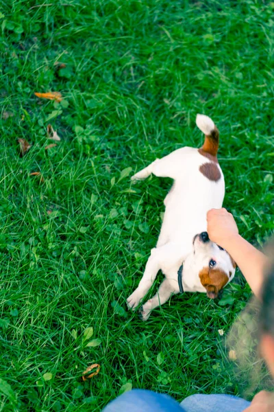 Hayvanat bahçesi psikoloğu parkta Jack Russell Terrier ile çalışıyor. Köpeği sosyalleştiriyor.