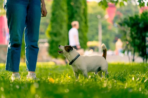 Жінка Гуляє Парку Маленьким Активним Джек Рос Тер Єром Собакою — стокове фото
