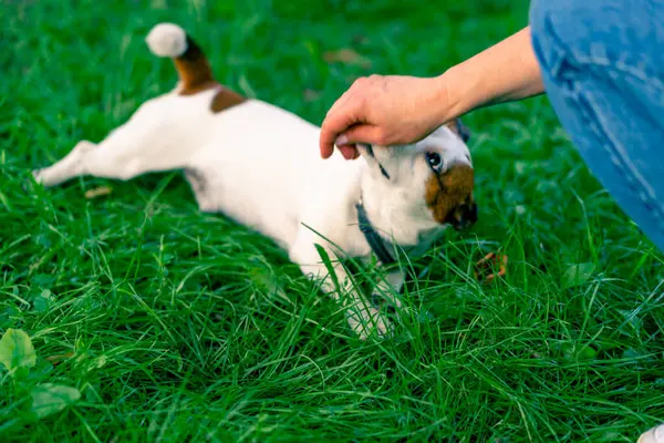 Zoopsychologist Works Small Jack Russell Terrier Park Socializes Dog Gives — Stock Photo, Image