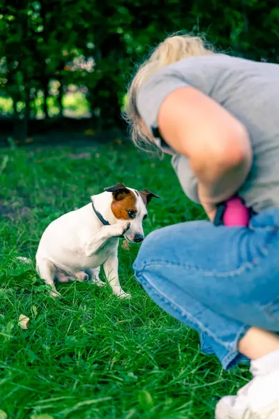 Jack Russell Terrier cinsinden küçük aktif bir köpek hayvan eğitim parkında köpek eğitmeniyle çalışıyor.