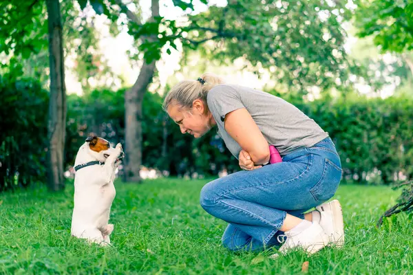 Pequeño Perro Activo Raza Jack Russell Terrier Trabaja Con Entrenador — Foto de Stock