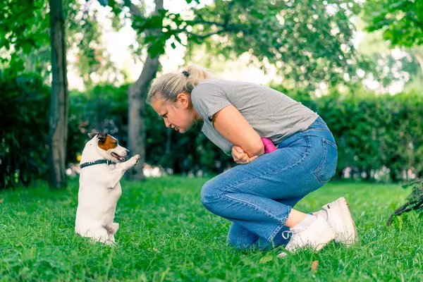 Зоопсихолог Працює Маленьким Джек Тер Єром Росіян Парку Спілкується Собакою — стокове фото