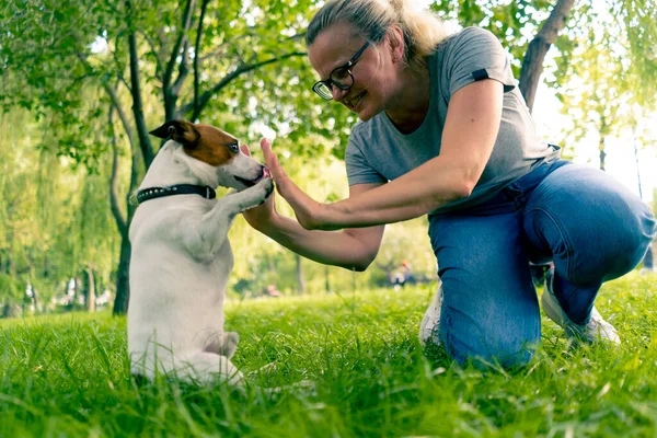 Hayvanat bahçesi psikoloğu parkta Jack Russell Terrier ile çalışıyor. Köpeği sosyalleştiriyor.