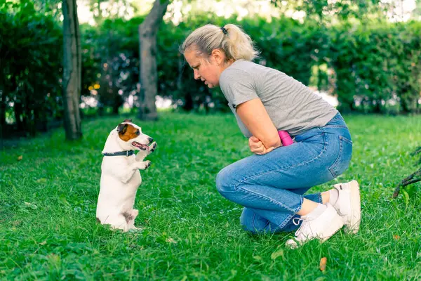 Zoopsychologist Works Small Jack Russell Terrier Park Socializes Dog — Stock Photo, Image