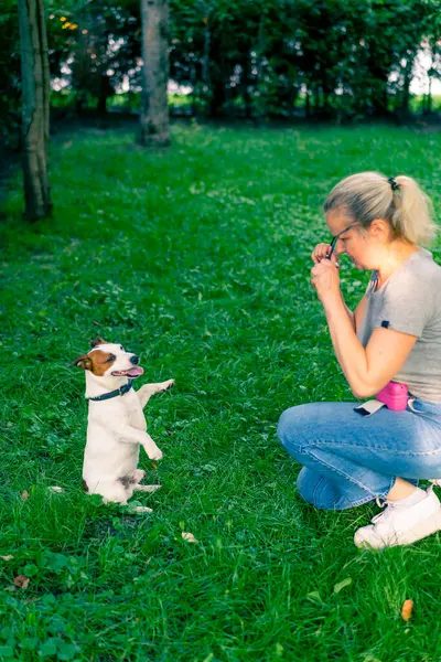 Jack Russell Terrier cinsinden küçük aktif bir köpek hayvan eğitim parkında köpek eğitmeniyle çalışıyor.