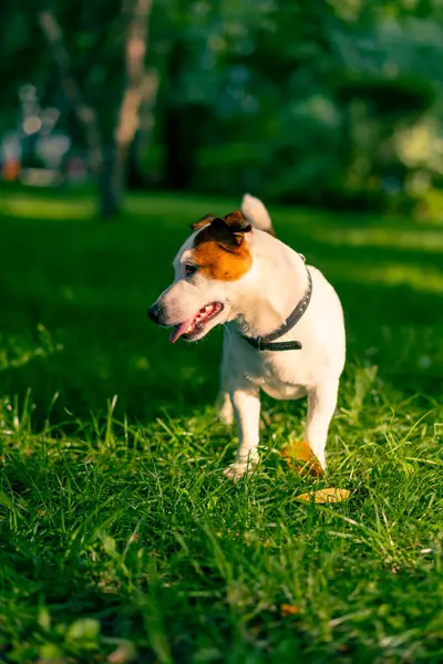 Aktif bir Jack Russell Terrier köpeğinin parkta yürüyüş halindeki portresi. Hayvanlara duyulan sevgi kavramı.