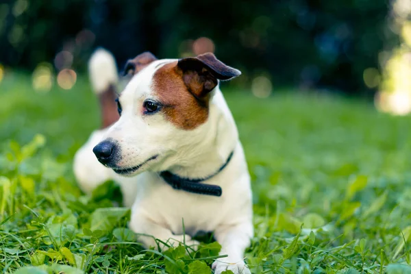 Портрет Активного Грайливого Джек Російського Тер Єра Собаки Прогулянці Парку — стокове фото