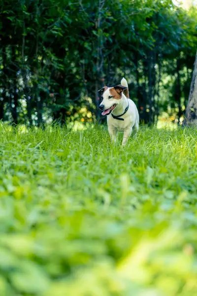 Aktif bir Jack Russell Terrier köpeğinin parkta yürüyüş halindeki portresi. Hayvanlara duyulan sevgi kavramı.