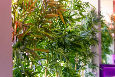 Kore mutfağının iç tasarımı Flora restoranındaki yeşil bitkiler