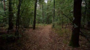 yumuşak bir kamera dar bir patika boyunca yürür güzel bir sonbahar ormanı boyunca uzun yeşil çam ağaçları arasında