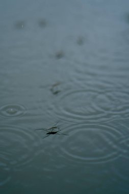 Bir sağanak sırasında yağmurdan gelen yağmur damlaları nehri.