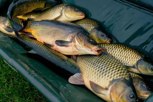 Close Lot Fresh Fish Lies Net Professional Basket Sport Fishing — Stock Photo, Image