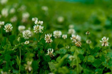Doğal manzara nehir ağaçları bitkilerin üzerindeki çiy damlaları sırasında