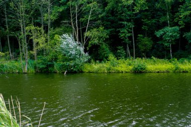 Doğal manzara nehir ağaçları bitkilerin üzerindeki çiy damlaları sırasında