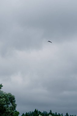 Bulutlu gökyüzünde bir kuş uçar doğa manzarasının üzerinde