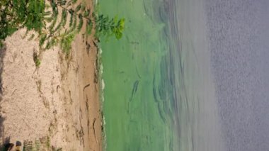 dikey video yeşil çalılarla dolu bir set kumlu nehir kıyısı ve sakin yeşil çiçekli kirlenmiş su