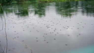Bir sağanak sırasında yağmurdan gelen yağmur damlaları nehri.