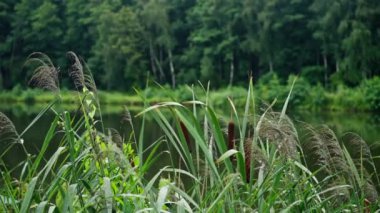 Doğal manzara nehir ağaçları bitkilerin üzerindeki çiy damlaları sırasında