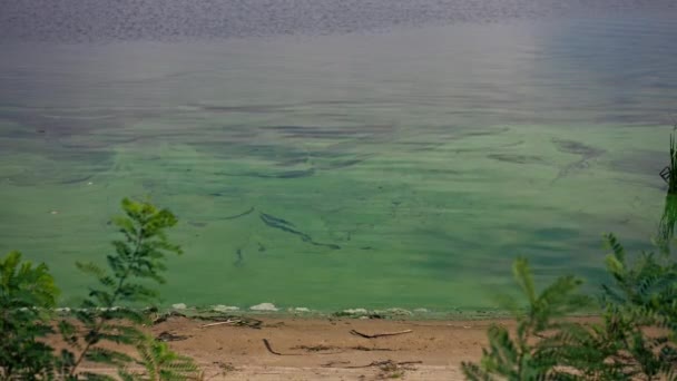 Yeşil Çalıları Olan Bir Toprak Seti Kumlu Nehir Kıyısı Kirlenmiş — Stok video