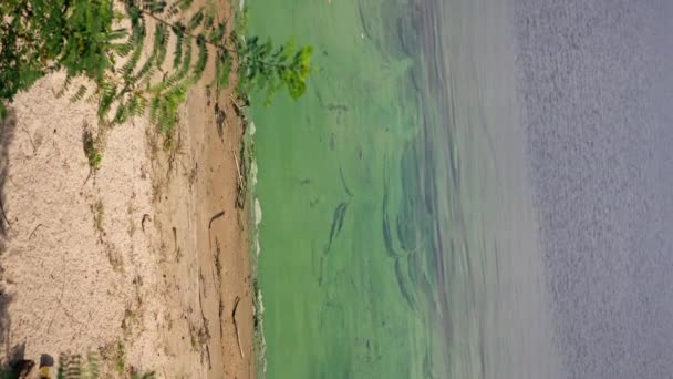 Vídeo Vertical Terraplén Con Arbustos Verdes Orilla Del Río Arenoso — Vídeos de Stock