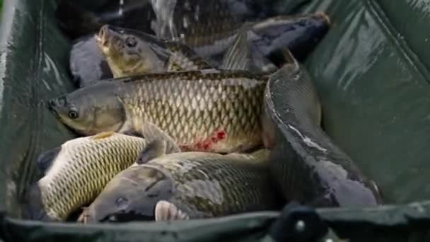 Närbild Hel Del Färsk Fisk Ligger Ett Nät Eller Professionell — Stockvideo