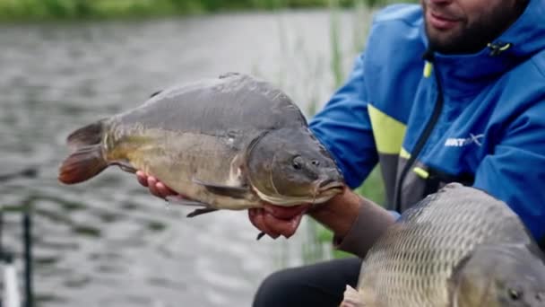 Zblízka Rybářů Při Pohledu Velké Úlovek Ryby Drží Kapři Ryby — Stock video