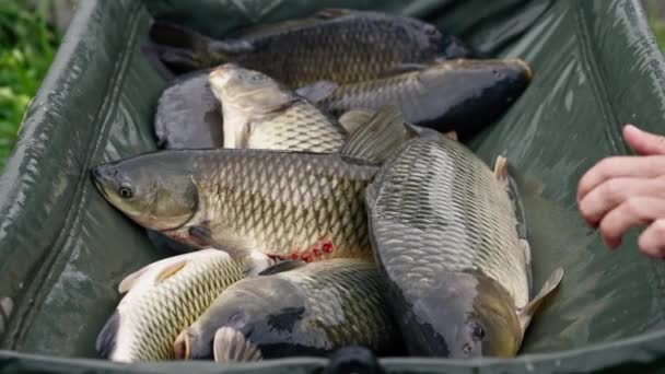 Close Pescadores Que Olham Para Peixes Grandes Captura Segurando Peixes — Vídeo de Stock