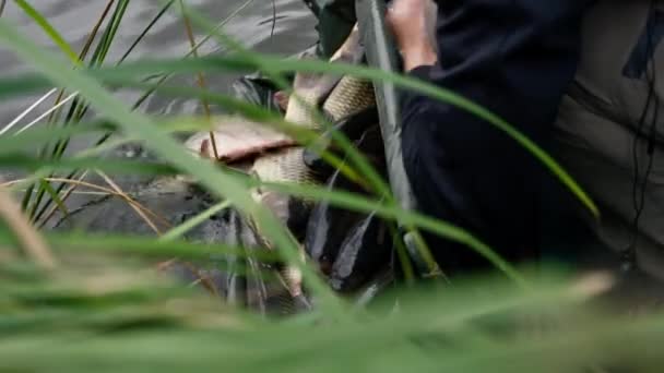 Rybolov Pustil Ryby Vody Zpět Blízkosti Vodních Sportů Rybaření Zblízka — Stock video