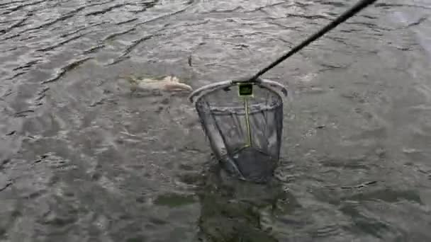 Gros Plan Pêcheur Avec Canne Pêche Filature Outils Professionnels Sortir — Video