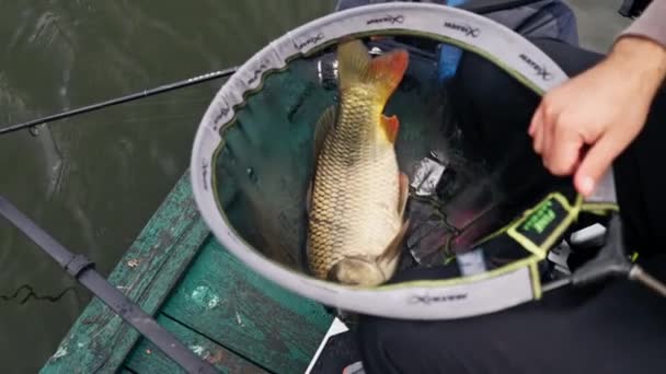 Zblízka Profesionální Rybář Drží Kapři Ryby Břehu Řeky Rybaření Nádržích — Stock video