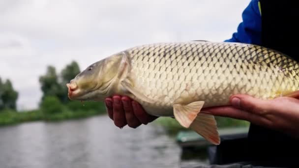 Fechar Pescador Profissional Segurando Peixe Carpa Margem Pesca Fluvial Reservatórios — Vídeo de Stock