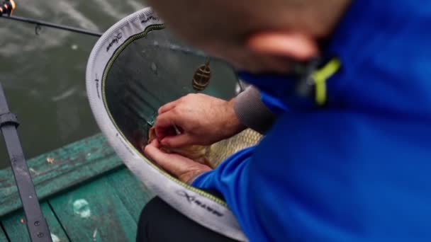 Крупним Планом Професійний Рибалка Тримає Рибу Коропа Березі Річкового Рибальства — стокове відео