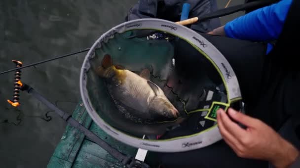 Közeli Profi Halász Gazdaság Ponty Hal Parton Folyó Halászat Víztározókban — Stock videók