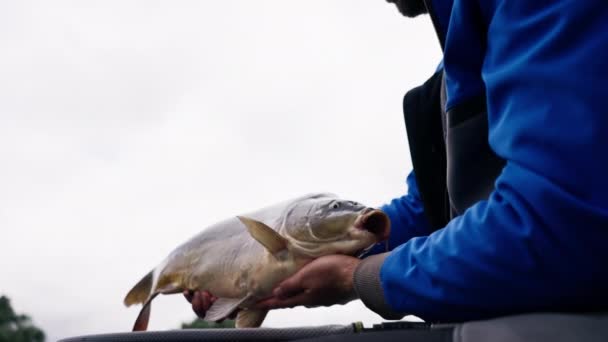 Fermer Pêcheur Professionnel Tenant Poisson Carpe Sur Rive Pêche Fluviale — Video