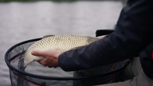貯水池で釣りの川の岸でカープ魚を保持するプロの漁師を閉じる良いキャッチ — ストック動画