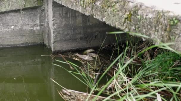 Lago Fluviale Sporco Con Pesci Morti Ecologia Natura Inquinamento — Video Stock