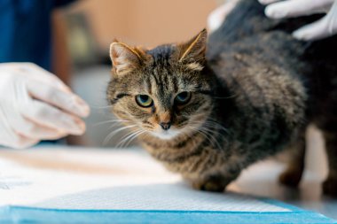 Veteriner kliniğinde veteriner bir kediye ameliyattan sonra masaj yapar.