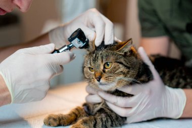 Veteriner kliniğine yakın bir yerde veteriner bir diğerini kucağında tutuyor.