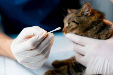 Veteriner kliniğine yakın bir yerde bir veteriner diğerini tutuyor ve kedi kulağından örnek alıyor.