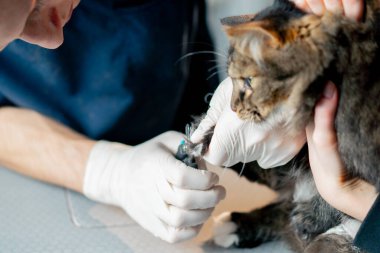 Veteriner kliniğine yakın bir yerde. Sahibi bir kedi tutuyor ve doktor pençelerini buduyor.