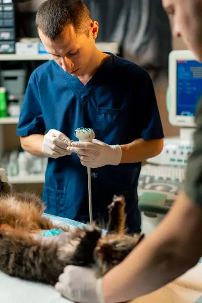 Veterinary Clinic Cat Held Lying Position Lubricant Its Stomach Ultrasound — Stock Photo, Image