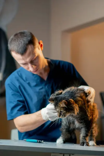 in a veterinary clinic there is cat on the table after trimming its claws the doctor strokes it