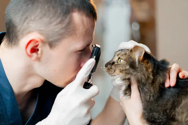 獣医の獣医師のクローズアップは 猫の目の状態をチェック — ストック写真