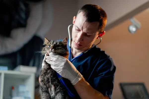 veterinarian doctor listens to the work of the cats larynx in veterinary clinic