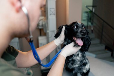 Bir veteriner kliniğinde, sargılı pençeli benekli bir spanyel stetoskopta dinlenir.