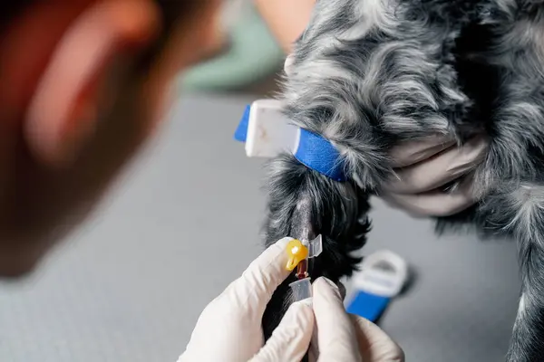 Close Veterinary Clinic Doctor Inserts Catheter Take Blood Dog — Stock Photo, Image